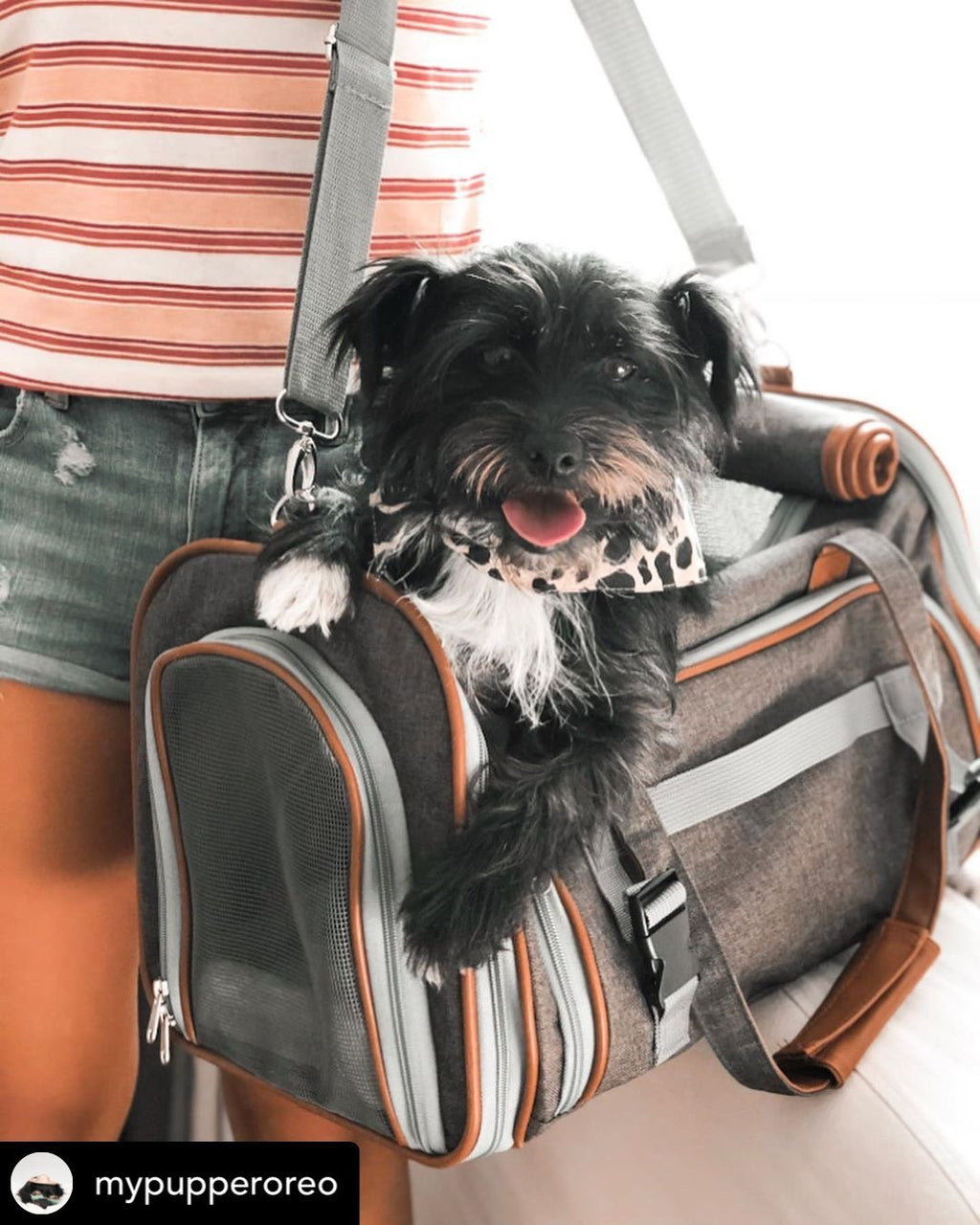 Mr. Peanut's XL Expandable Airline-Approved Pet Carrier