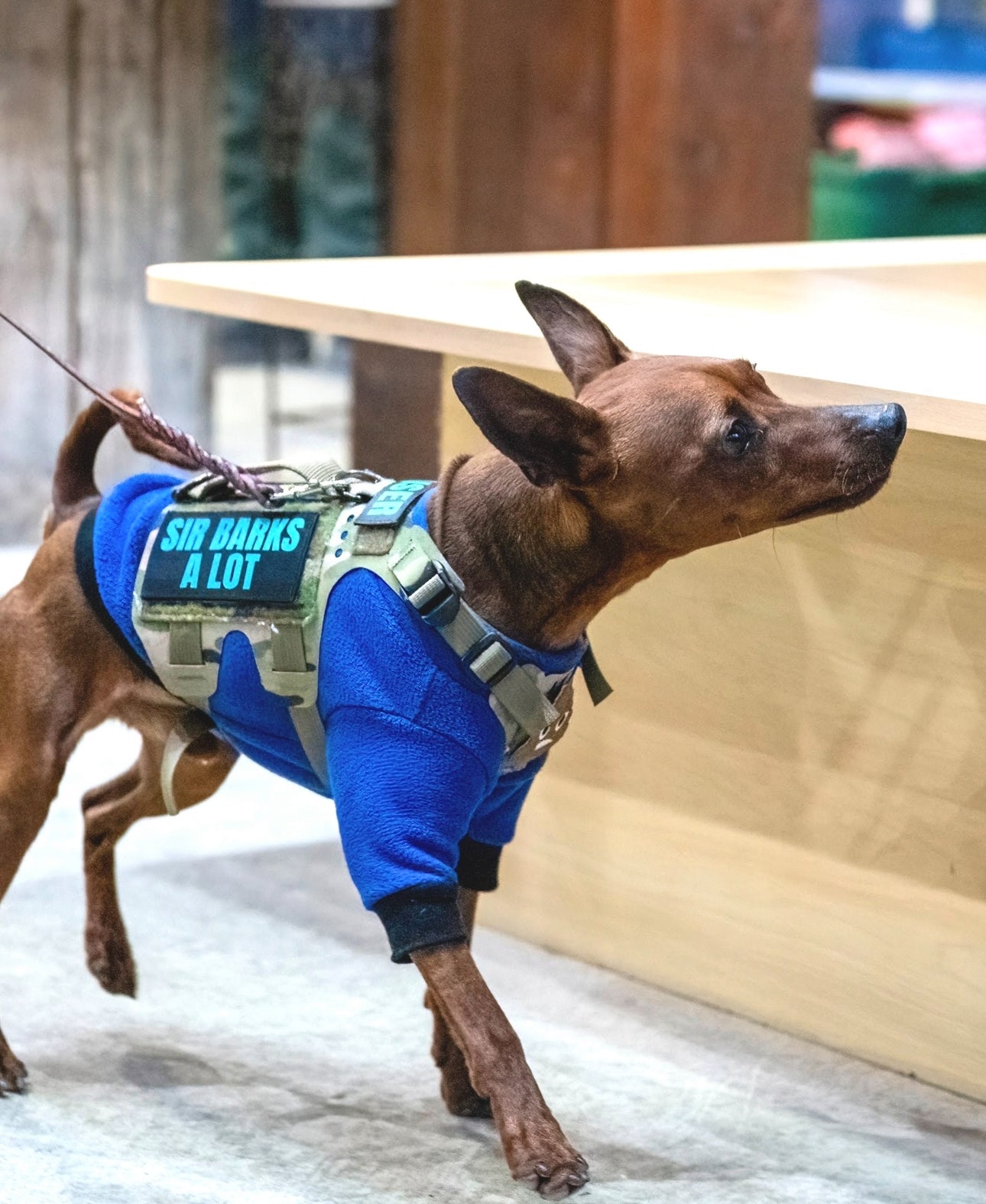 K9R M5 MOLLE Tactical Light Vest for Dogs