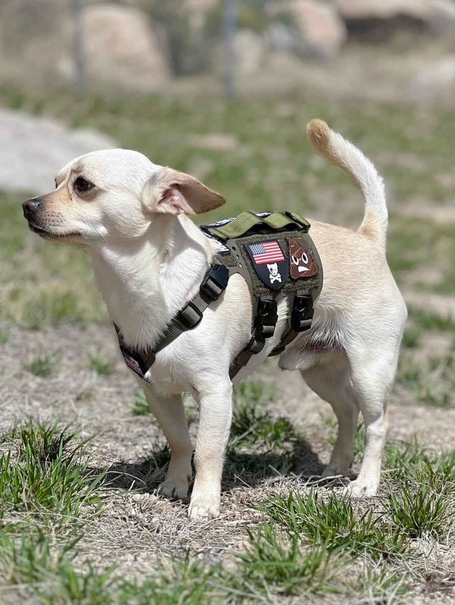 K9R M5 MOLLE Tactical Light Vest for Dogs